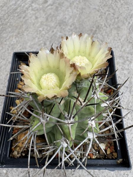 Eriosyce ceratistes